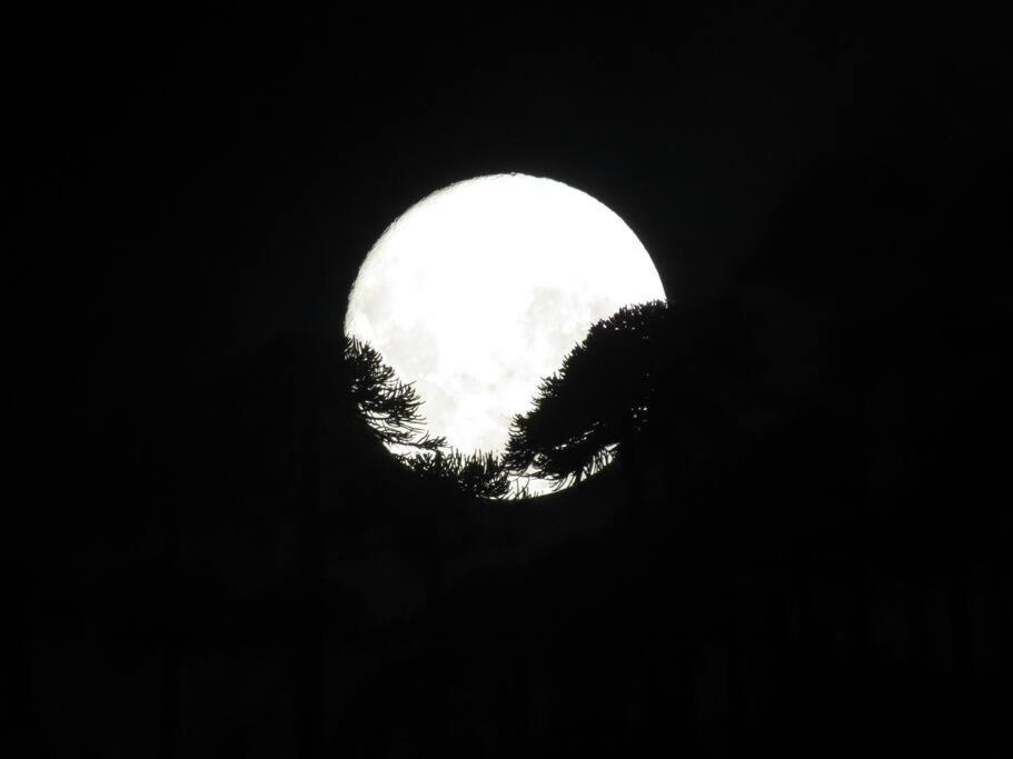 4 Coihues De Sollipulli